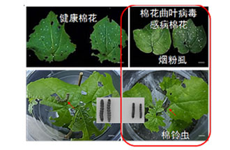 近日，微生物研究所發(fā)現(xiàn)雙生病毒調(diào)控植物免疫平衡實(shí)現(xiàn)全新生態(tài)功能
