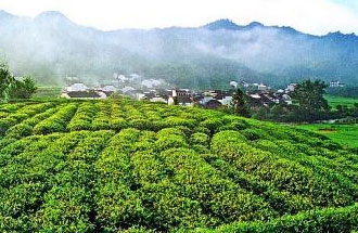 9月2日，財(cái)政部、稅務(wù)總局發(fā)布了關(guān)于繼續(xù)執(zhí)行邊銷茶增值稅政策的公告